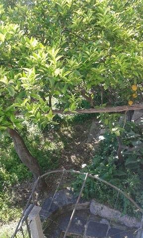 Visita Giardini della Minerva Salerno
