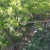 Visita Giardini della Minerva Salerno